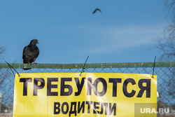 Клипарт. Сургут, работа, голуби, поиск работы, требуются водители
