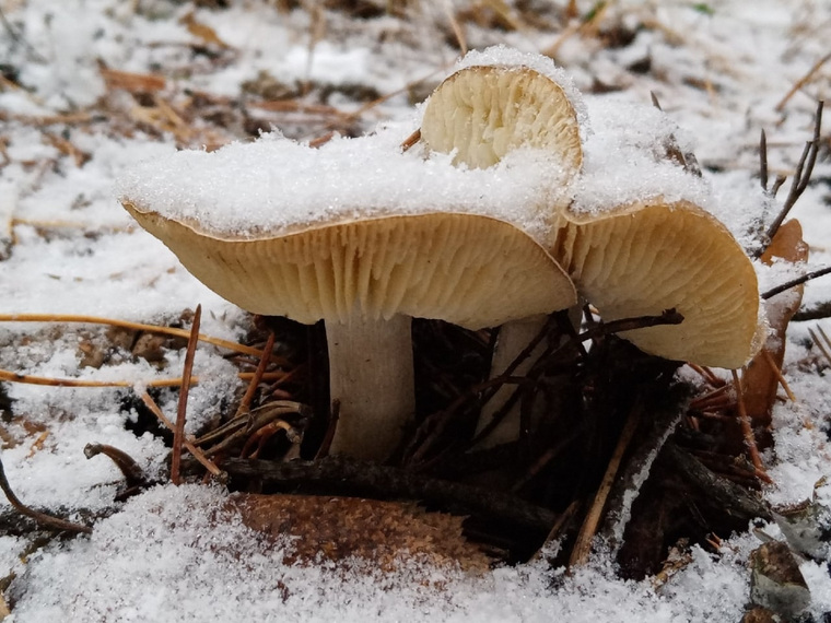 Зимние грибы выглядят очень свежими