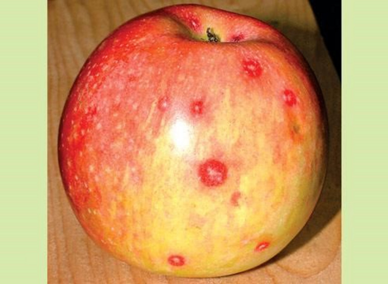 Так выглядят зараженные яблоки, которые можно будет встретить в магазинах Екатеринбурга