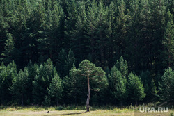 Виды Свердловской области. Арамашево, Нижняя Синячиха, Алапаевск, деревья, лес, лето, природа