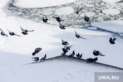 Зимние птицы. Курган, снег, лед на реке, зима, голуби, зимние птицы