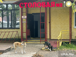 Виды Пермского края, бродячие собаки, красновишерск, столовая номер 10