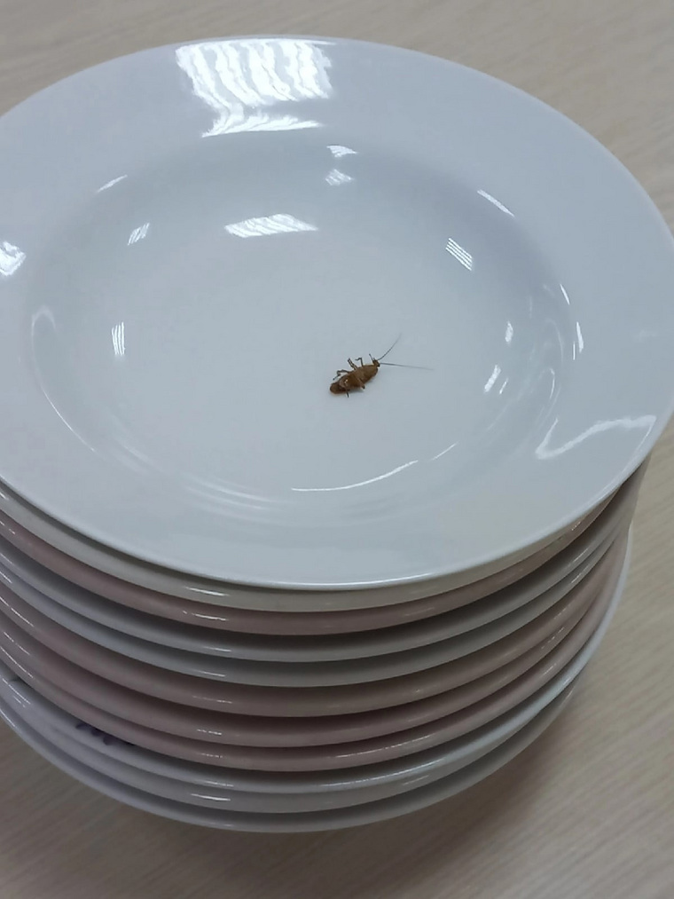 В столовой школы обнаружили насекомое