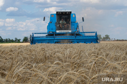 Уборка зерновых в Херсонской области. Херсон, комбайн, пшеница, зерно, сельское хозяйство