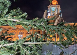 В Екатеринбурге привезли живую елку