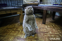 Приют животных. Екатеринбург, кошка, кот, питомец, приют животных