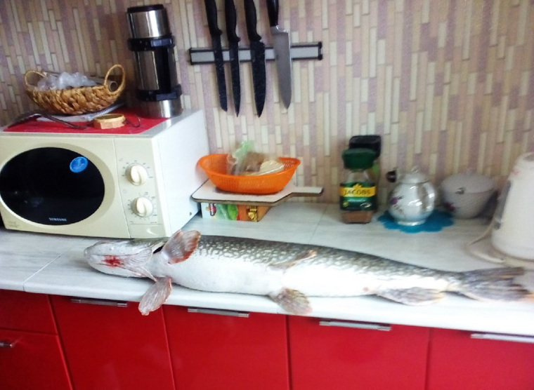 Трофейную рыбу мужчина поймал на реке Гумбейке