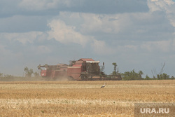 Уборка зерновых в Херсонской области. Херсон, комбайн, пшеница, зерно, херсон, уборка зерна