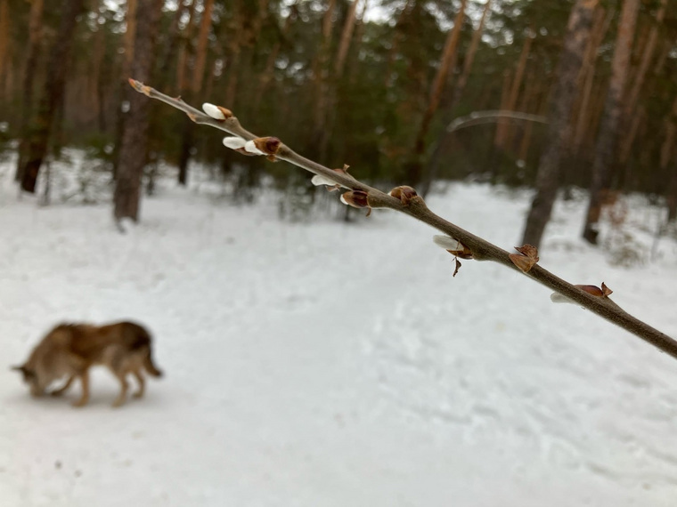 В парке Гагарина в Челябинске зимой зацвела верба. Фото