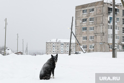 Поселок Юбилейный и окрестности. Пермский край, собака, ожидание, провинция, провинциальный город, поселок юбилейный