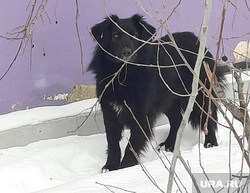 Собаки, Коркино Челябинской области, собака
