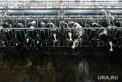 Молочная ферма Балтымского агропромышленного комплекса. Свердловская область, поселок Балтым, коровы, ферма, корова, коровник, животноводство, молочная ферма, сельское хозяйство, удой