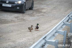 Виды города. Пермь, утки в городе