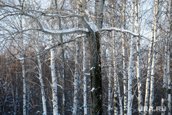 Озеро Шарташ зимой. Екатеринбург, шарташ, березовый лес