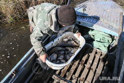 Fish.  Bog.  Tyumen region, fisherman, pike, crucian carp, fish, fishing, swamp