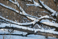 Озеро Шарташ зимой. Екатеринбург, упавшее дерево, шарташ