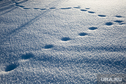 Зимняя природа в окрестностях Сургута., следы на снегу