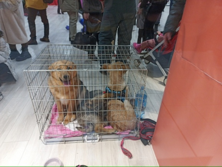 Собаки сидели в тесных клетках без воды