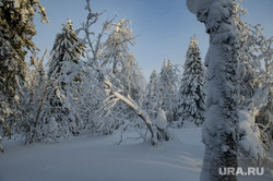 Зимний туризм. Красновишерск, зима, зимний лес, туристы, природа, тайга