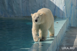 Новый питомец зоопарка медвежонок Хатанга. Екатеринбург, зоопарк, белый медведь