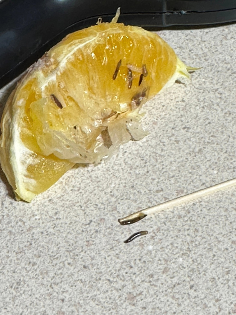 Жительница Нового Уренгоя обнаружила червей в апельсинах
