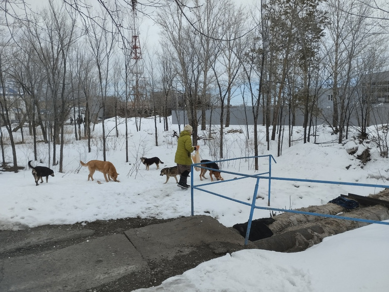 Жительница поселка ГРЭС утверждает, что бродячих собак подкармливают местные любители животных