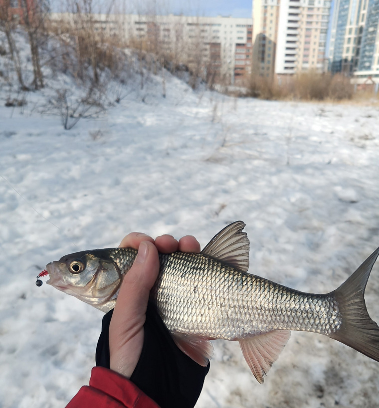 Эта рыба была поймана в Исети в парке Маяковского