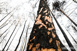 Окрестности горы Волчиха и станции Флюс. Свердловская область, сгоревший лес, последствия пожара, обгоревшие деревья