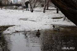 Дождь и затопленные парки. Екатеринбург, лужа, утки