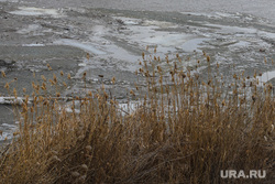 Река Тобол на территории дачного кооператива КМЗ. Курган, камыш, река, лед в воде, лед