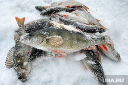 Озеро Большой Кисегач и рыбалка. Челябинск, рыба, зима, зимняя рыбалка, окунь