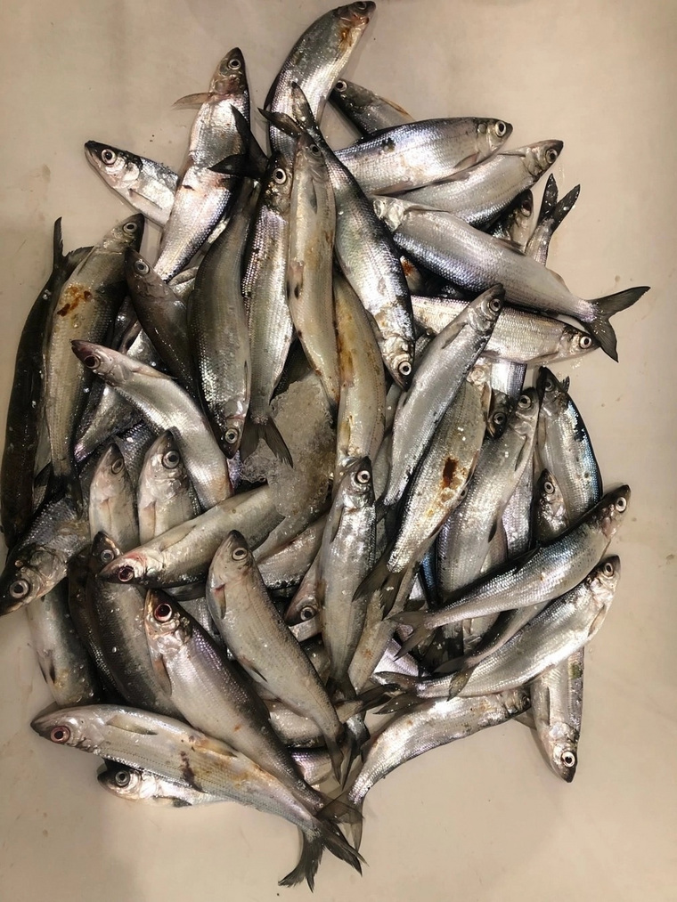 Сезон зимней рыбалки закрыли на водохранилище Аргази
