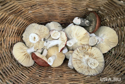 Виды Пермского края, грибы в корзинке, синявки, сыроежки