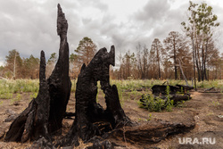Поселки Джабык и Запасное. Челябинская область, сгоревший лес, последствия пожара