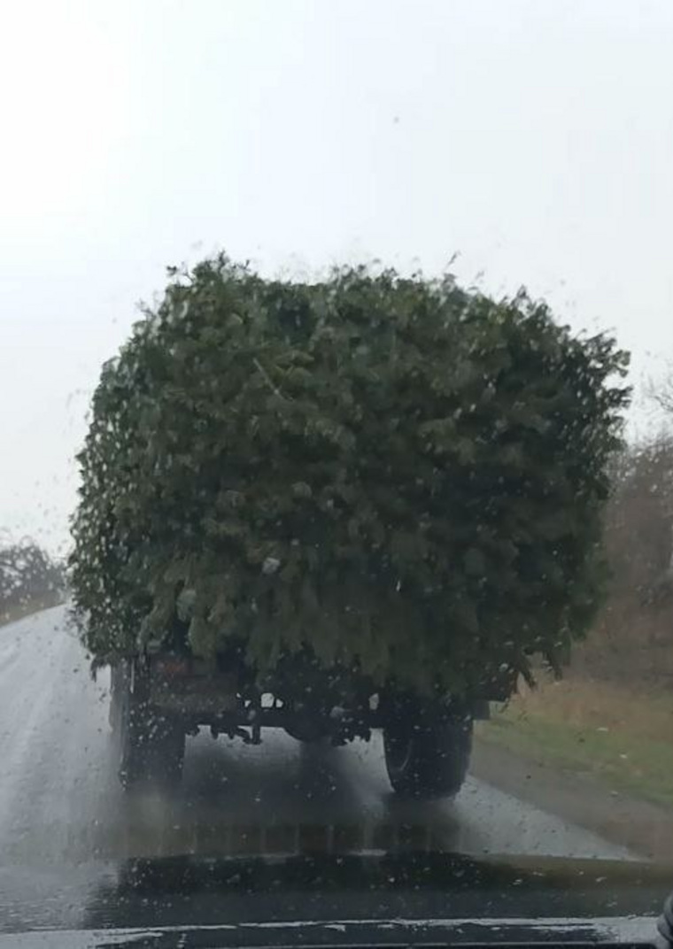 А кто-то — целые заросли