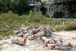Благоустройство сквера Крапивина. Тюмень, спиливание деревьев, сквер крапивина, дерево срубили, срубили дерево, деревья спилили