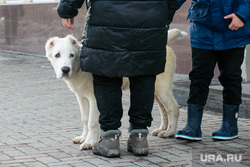 Виды города. Весна. Тюмень, собака, выгул собак, питомец, выгул собаки, выгул