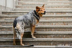 Спецавтотранспорт. Челябинск, собака, ступени, подземный переход, лестница, собака улыбака