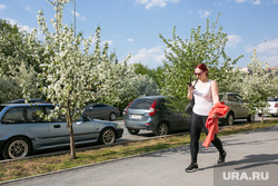 Яблони цветут. Тюмень, прогулка, весна, яблони цветут, яблони