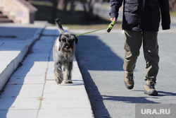 Dogs on the streets.  Yekaterinburg, dog, pets, walking