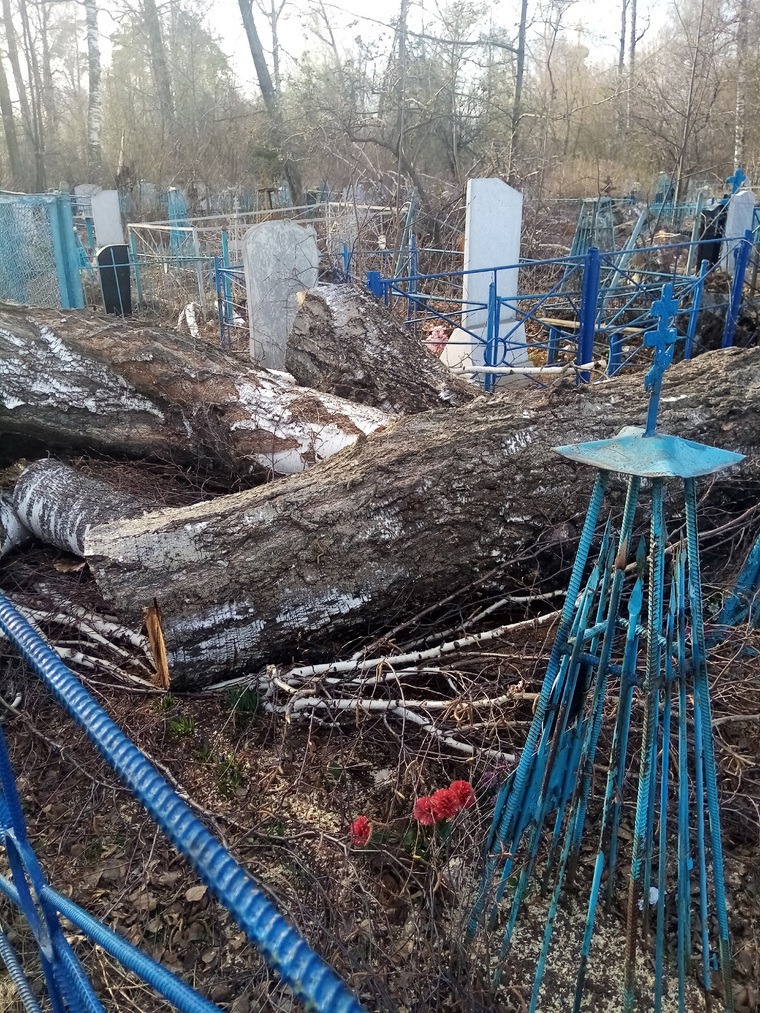 После расчистки пермского кладбища могилы оказались завалены деревьями. Фото