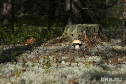Природа ХМАО. Сургут, лес, дикоросы, пенек, гриб, природа, пейзаж