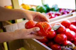 Магазин фермерских продуктов «Фирма-Ферма». Екатеринбург, овощи, помидоры, томаты