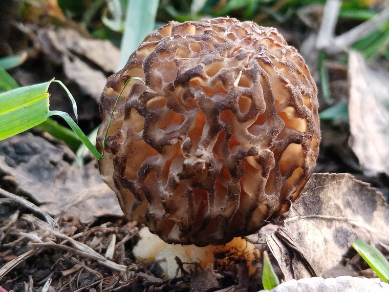 Этот гриб найден в Новоталице под Первоуральском