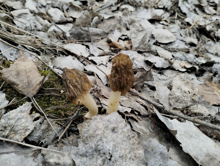 Пока грибов в свердловских лесах немного