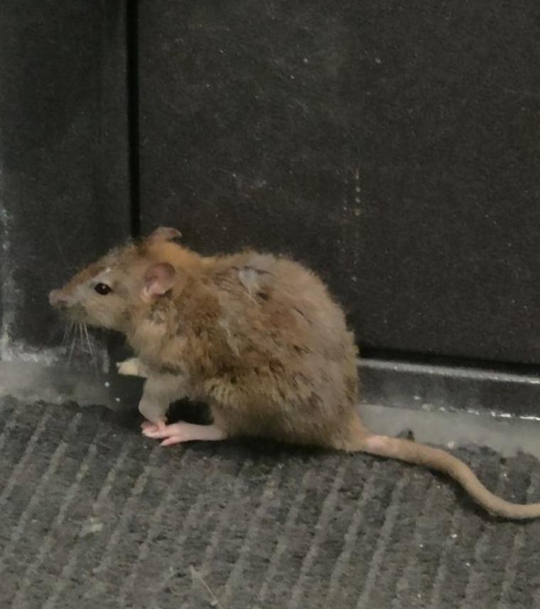 Житель Мегиона сфотографировал крысу возле подъезда