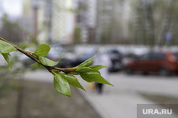 Повседневная жизнь. Пермь, аллергия, зеленые листья, весна в городе, полиноз
