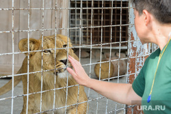Челябинский зоопарк. Челябинск, лев, львенок, север-алай
