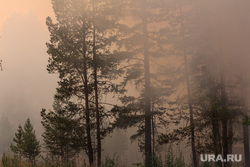 Верховые пожары в поселках Джабык и Запасное. Челябинская область, дым, сосны, деревья, лесной пожар