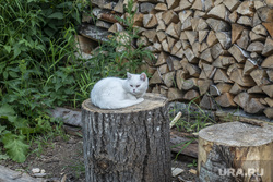 Виды города. Чердынь, кот, белый кот, поленница дров, чердынь, сердце пармы, парма